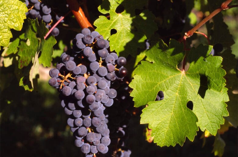 Belgian wine