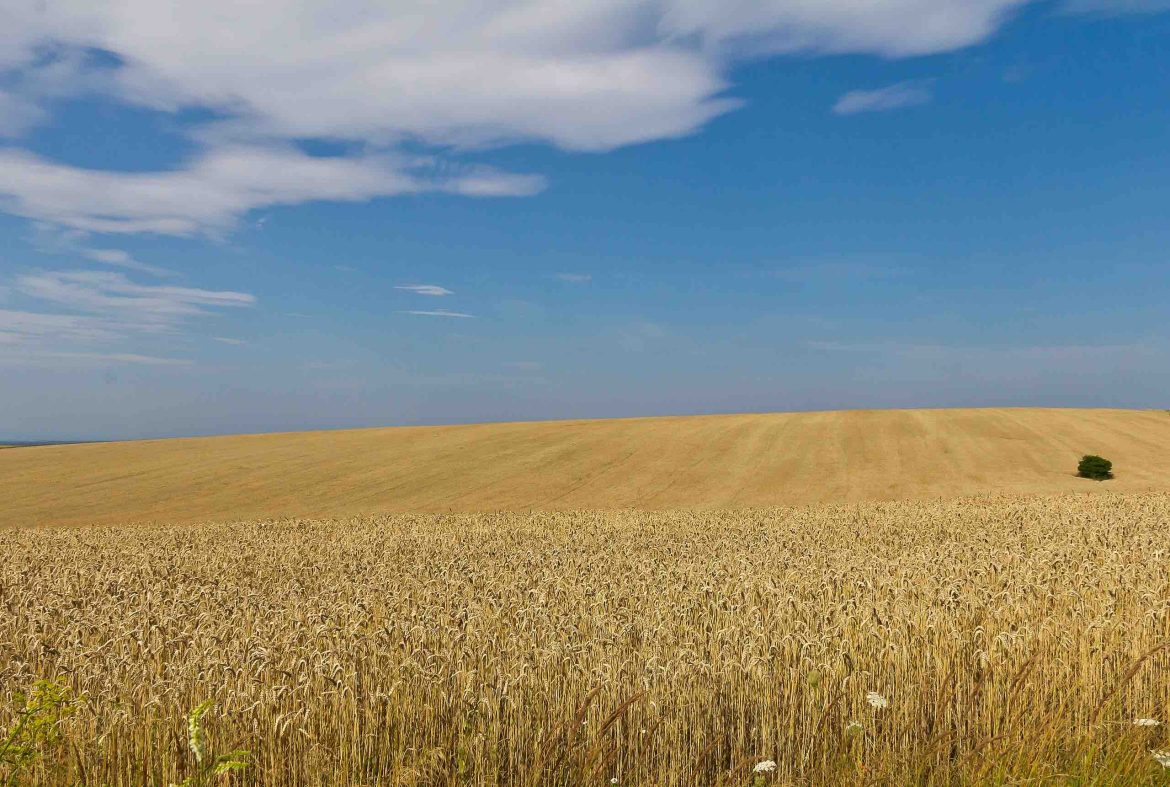 Grain from Ukraine