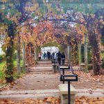 Between Vines and Basilicas: Discovering Montmartre in Late Autumn