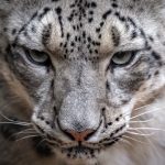 Could destruction of Kyrgyzstan’s snow leopard habitat amount to ecocide?