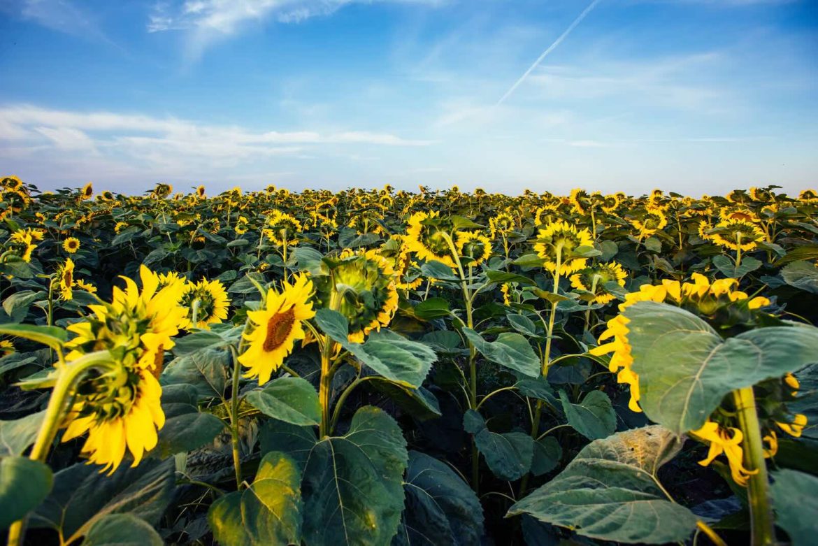 Ukraine's Pesticide Reform Turns EU Accession Into an Agricultural Cost Issue