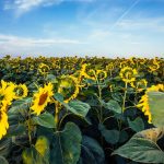 Ukraine's Pesticide Reform Turns EU Accession Into an Agricultural Cost Issue