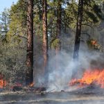 Greek Wildfire Readiness Still Bears the Cost of Austerity