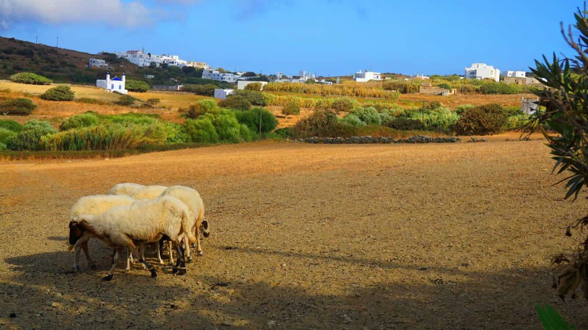 Greek Farm-Subsidy Case Puts Four Lawmakers in EPPO’s Dock