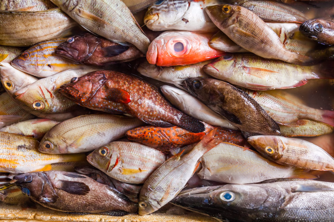 Stranded Fish Cargo Forces EU to Delay New Import-Control System