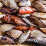Stranded Fish Cargo Forces EU to Delay New Import-Control System